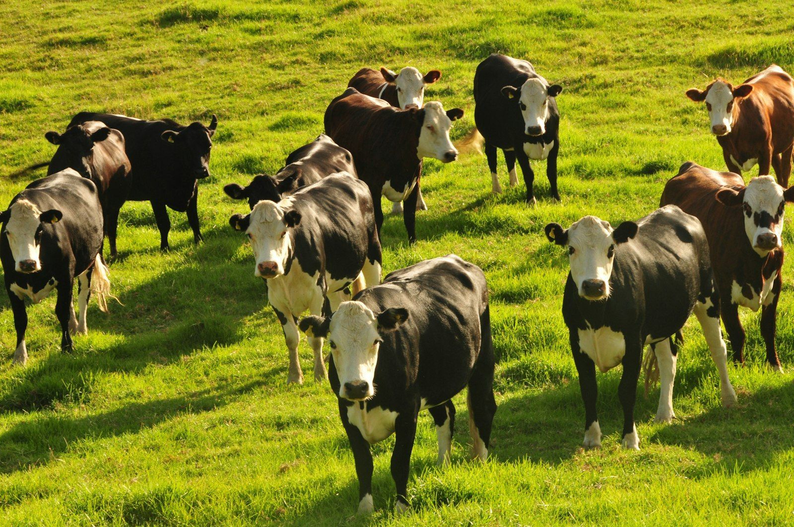 Cattle on a green paddock.