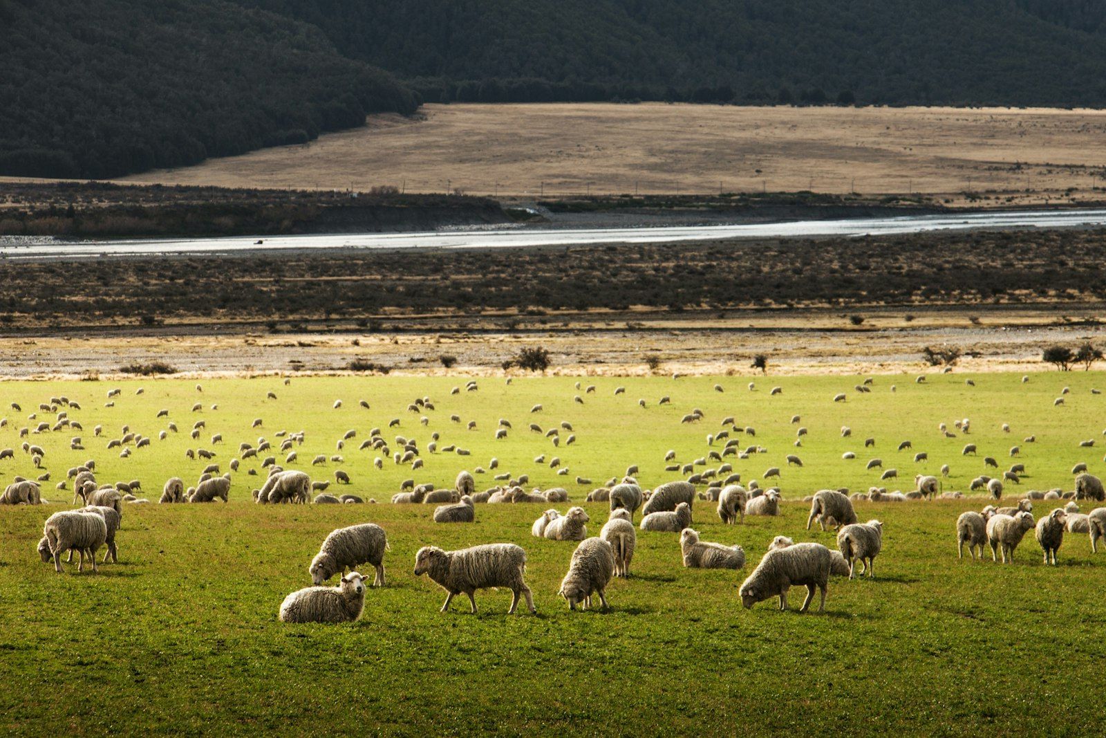 A flock of sheep moving across a green paddock.