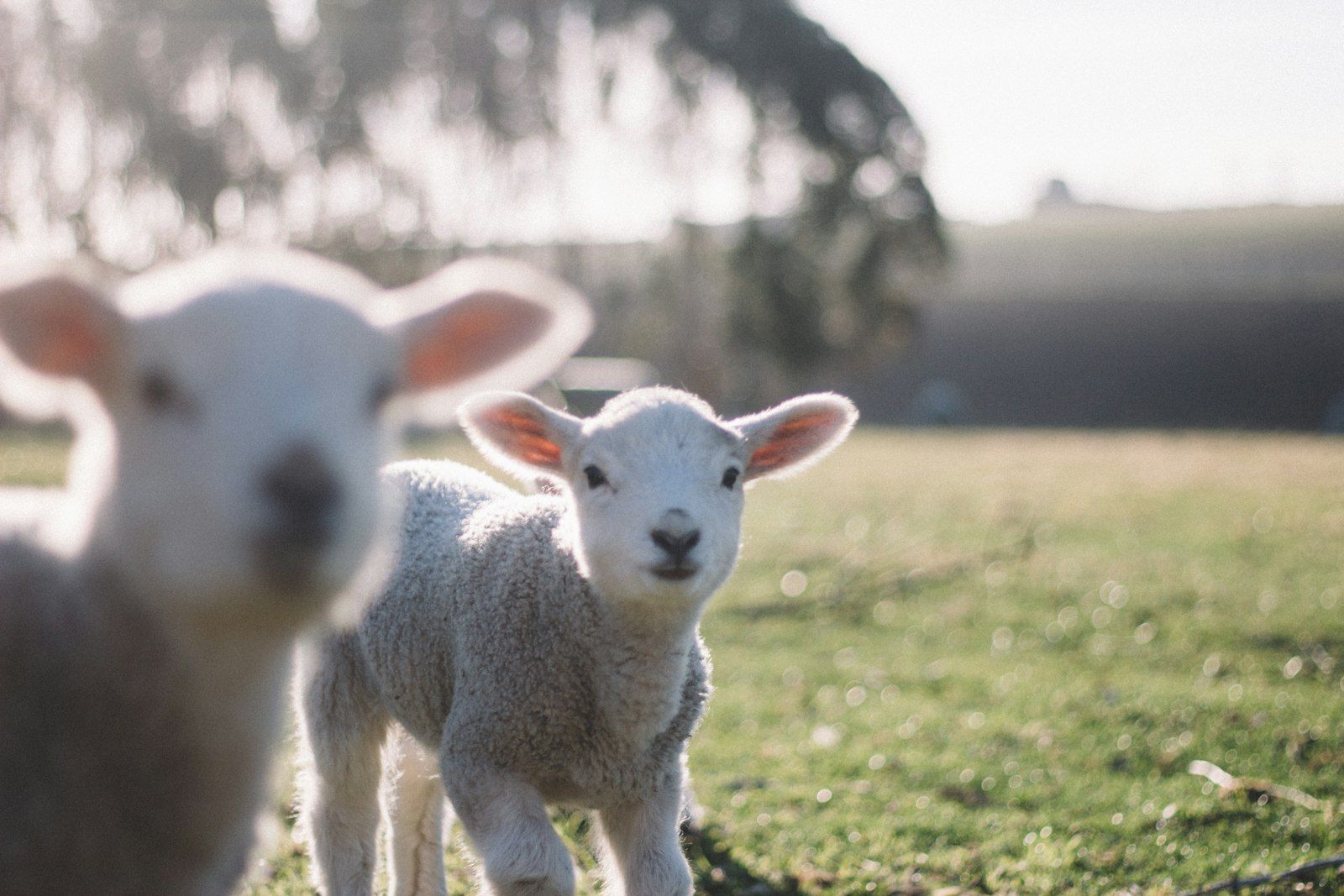Two white sheep on a green field.