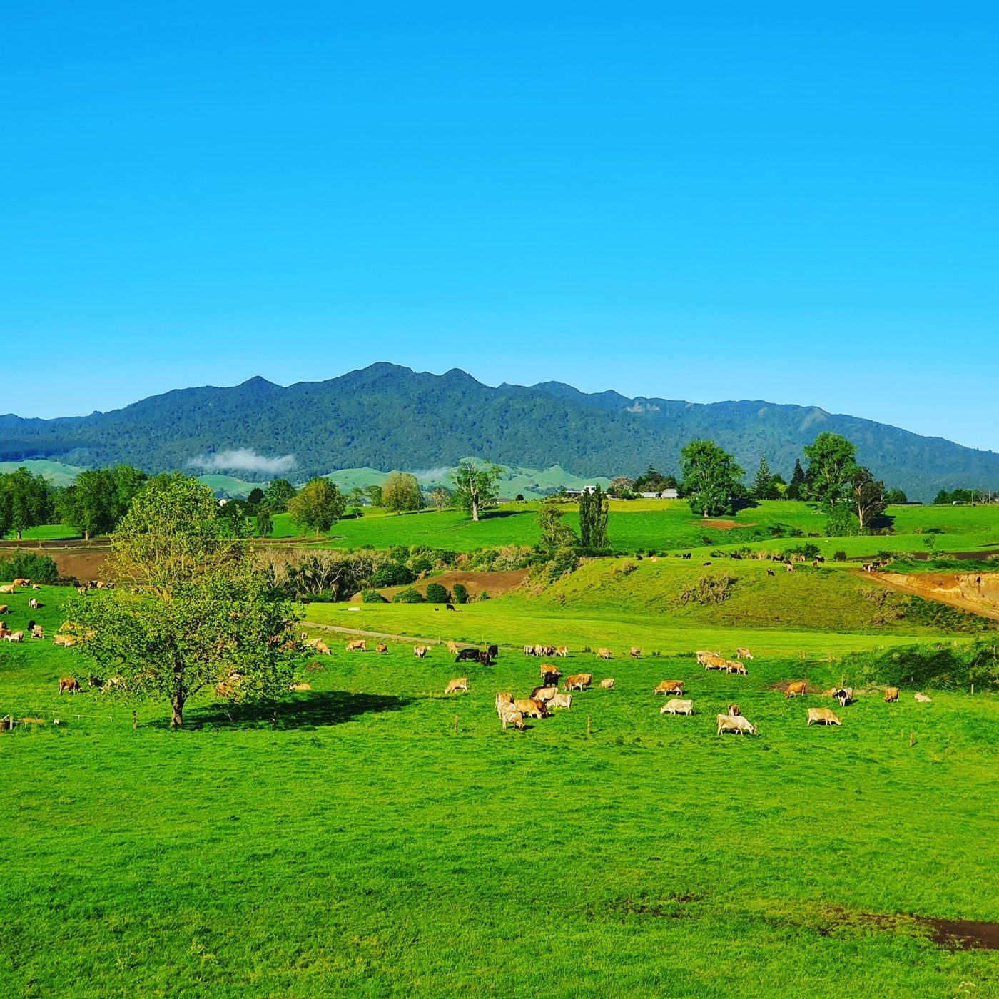 Pirongia maunga over green Waikato farmland.